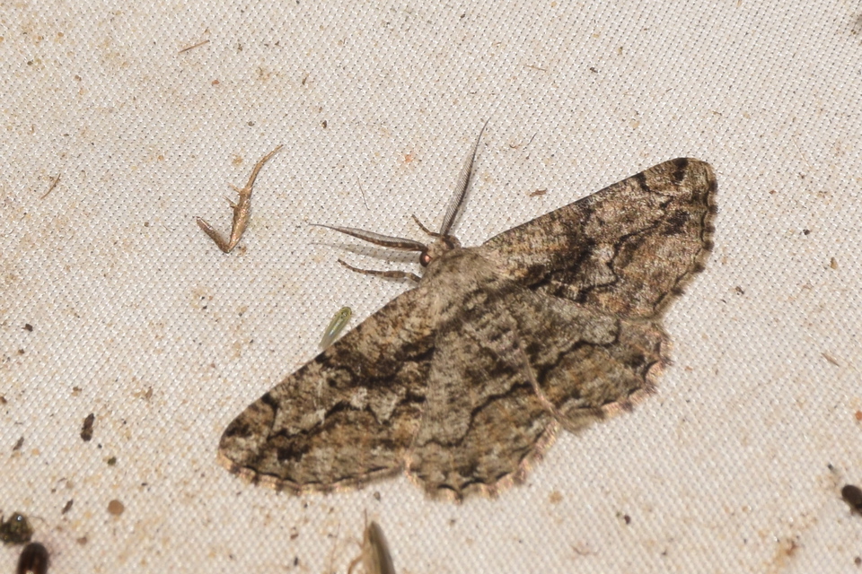 Synopsia sociaria - ürömaraszoló