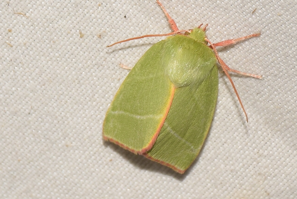 Pseudoips prasinana - bükkfa-zöldbagoly
