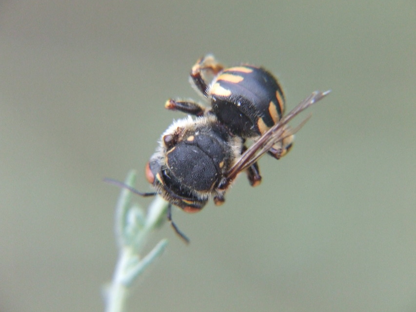 Anthidium
