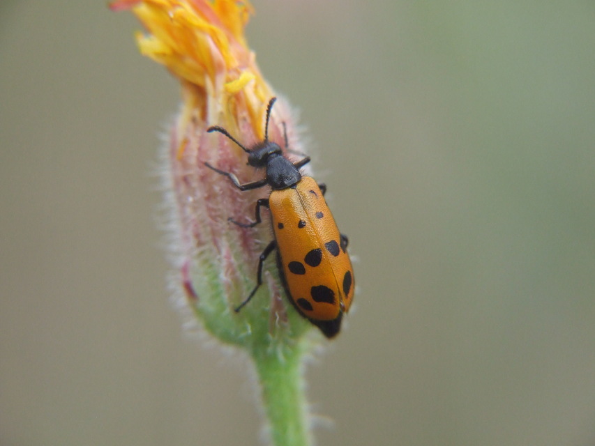 Mylabris crocata - pettyes hólyaghúzó Mylabris crocata - pettyes hólyaghúzó