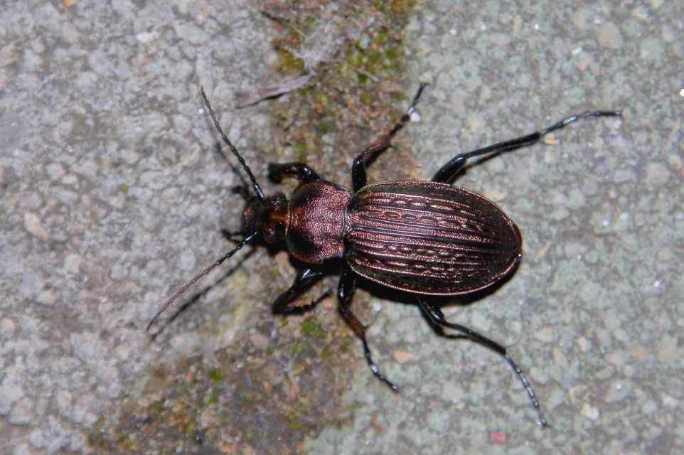 Carabus ulrichii - rezes futrinka