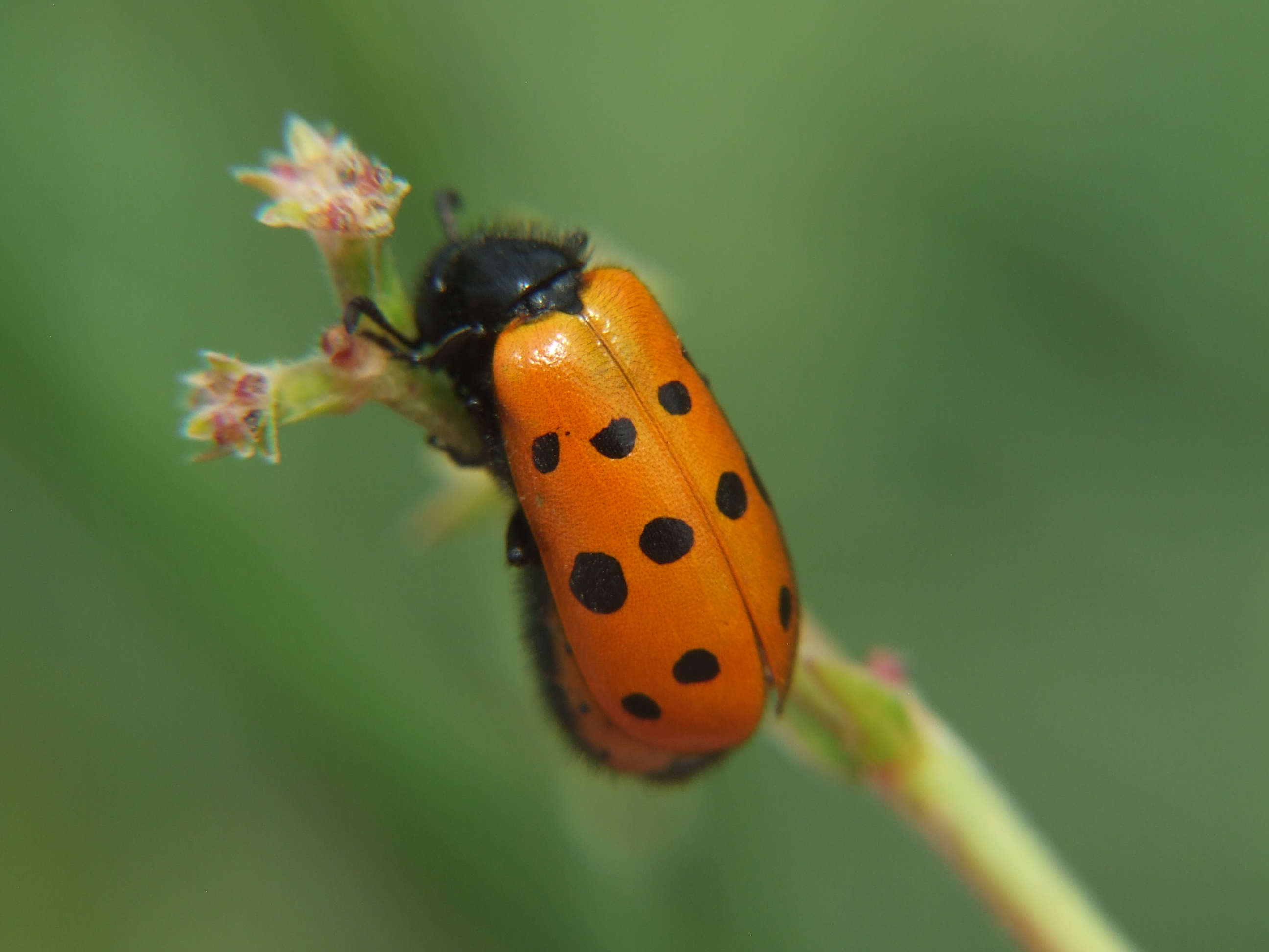 Mylabris crocata - pettyes hólyaghúzó