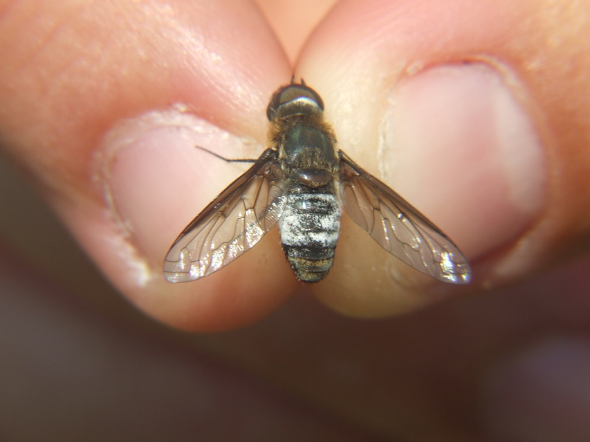 Exoprosopa dispar