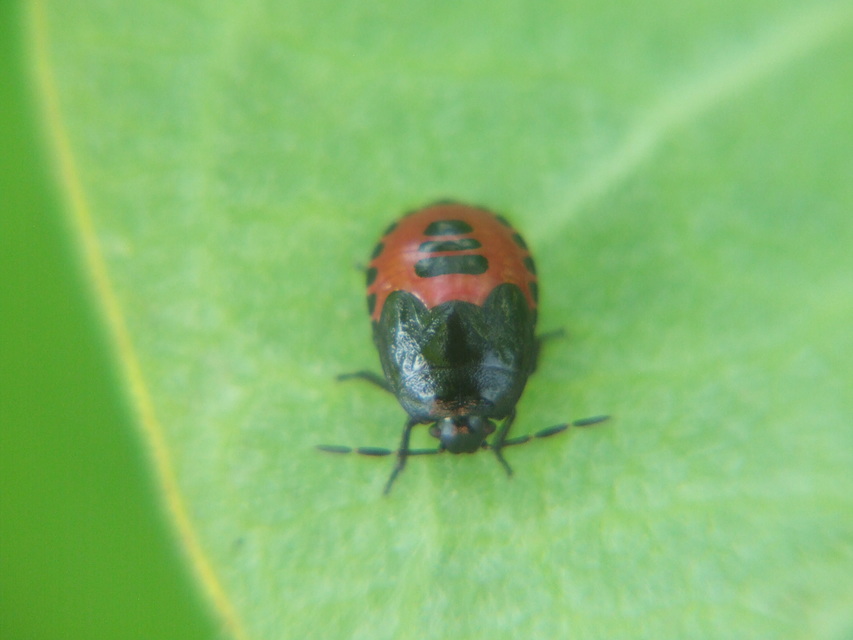Zicrona caerulea - acélkék poloska Zicrona caerulea - acélkék poloska