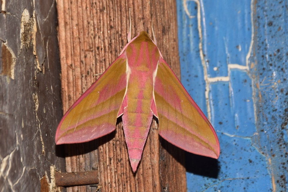 Deilephila elpenor - szőlőszender