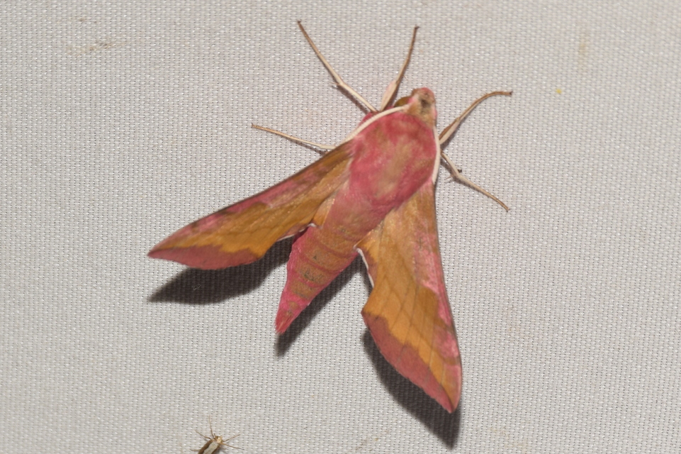 Deilephila porcellus - piros szender