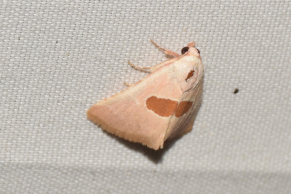 Calymma communimacula - pajzstetűfaló bagoly