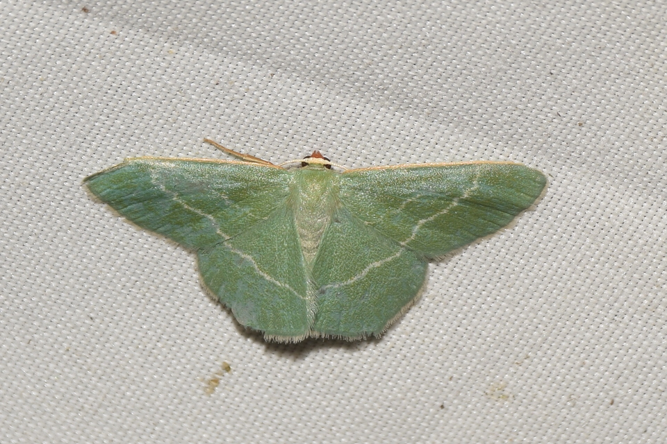 Chlorissa viridata - üdezöld araszoló
