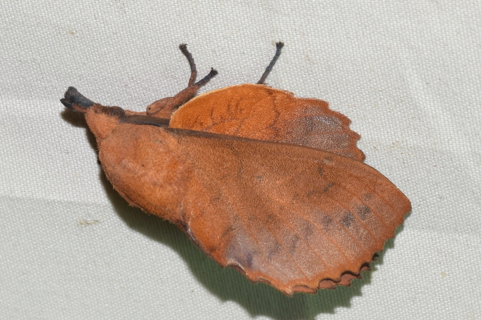 Gastropacha quercifolia - tölgylevélpohók