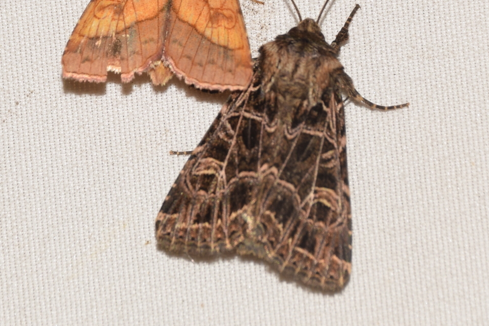 Heliophobus reticulata - fehéreres kertibagoly