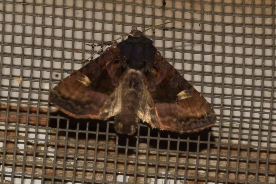 Euplexia lucipara - szeder-csipkésbagoly