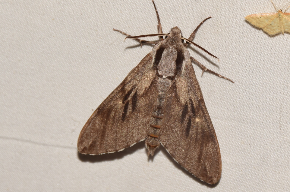 Hyloicus pinastri - fenyőszender
