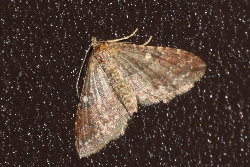 Orthonama obstipata - vándoraraszoló