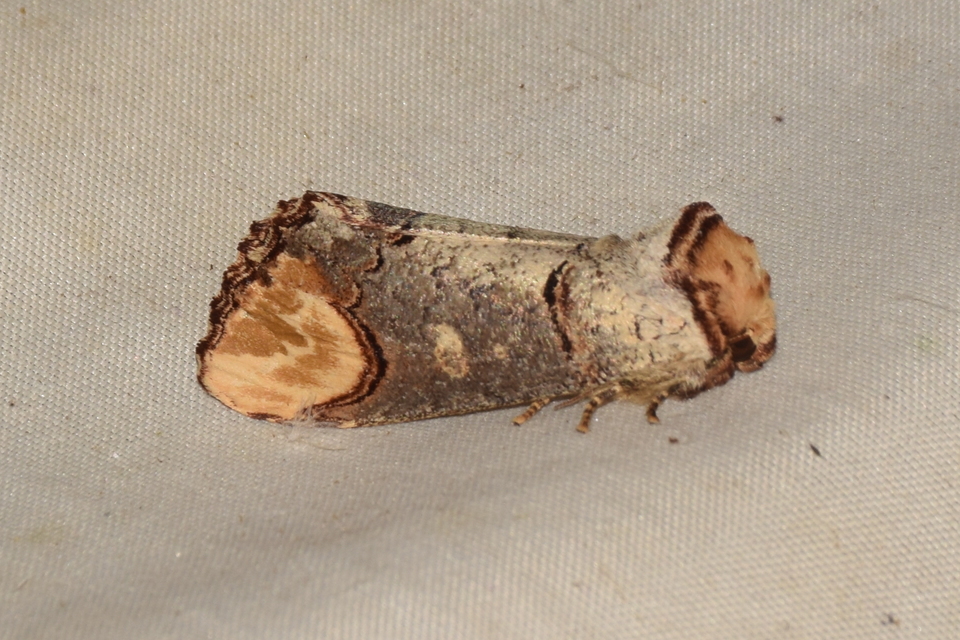 Phalera bucephala - sárgafoltos púposszövő