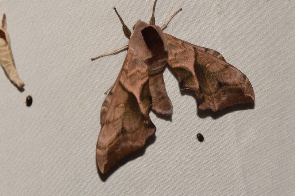 Smerinthus ocellatus - esti pávaszem