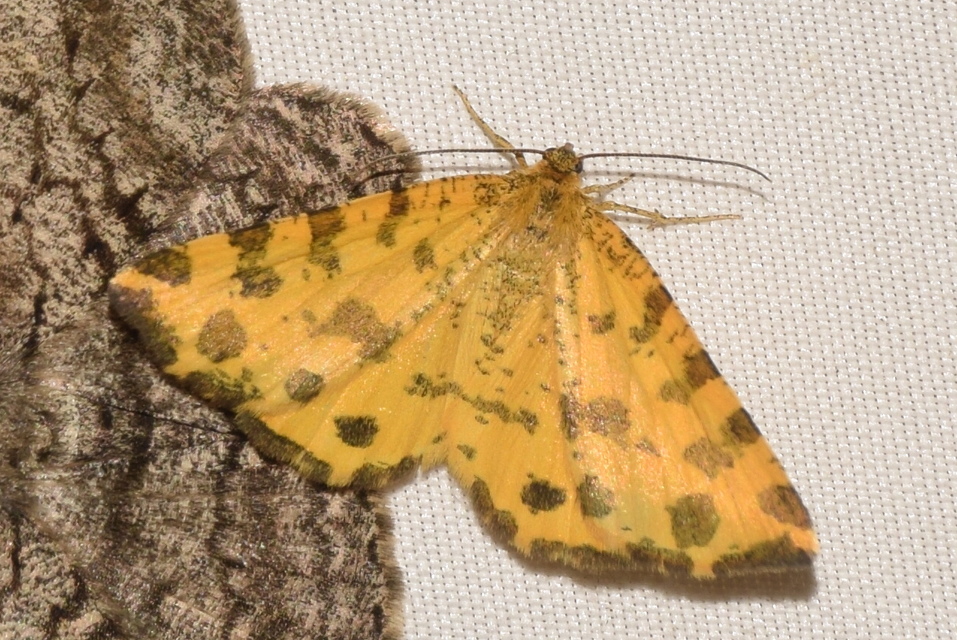 Pseudopanthera macularia - párducfoltos araszoló