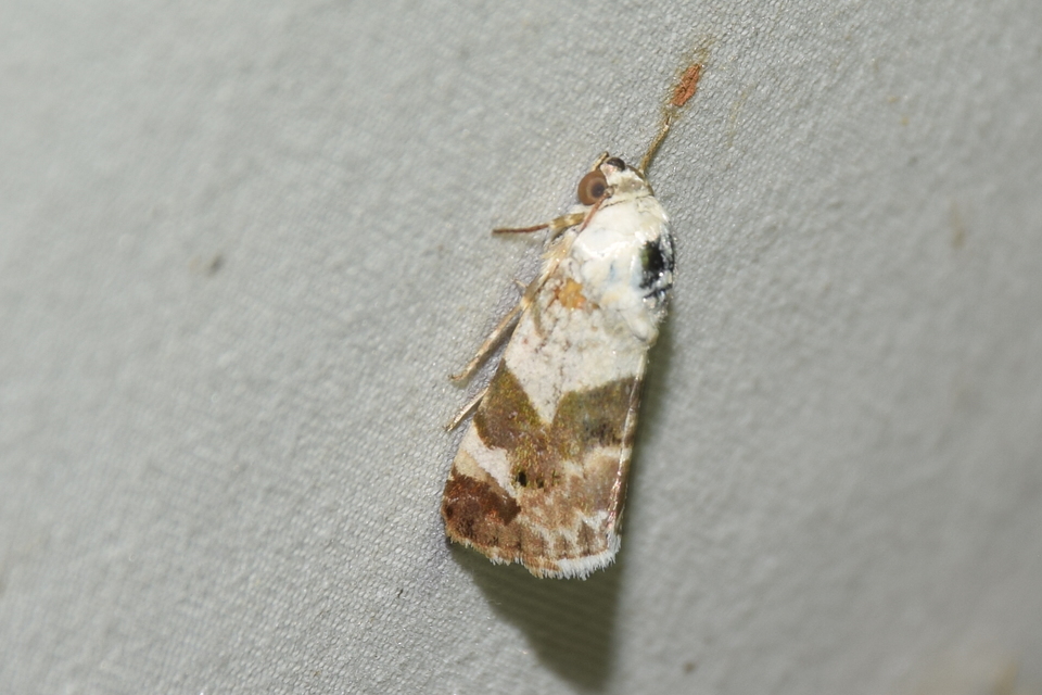 Acontia lucida - fehér nappalibagoly