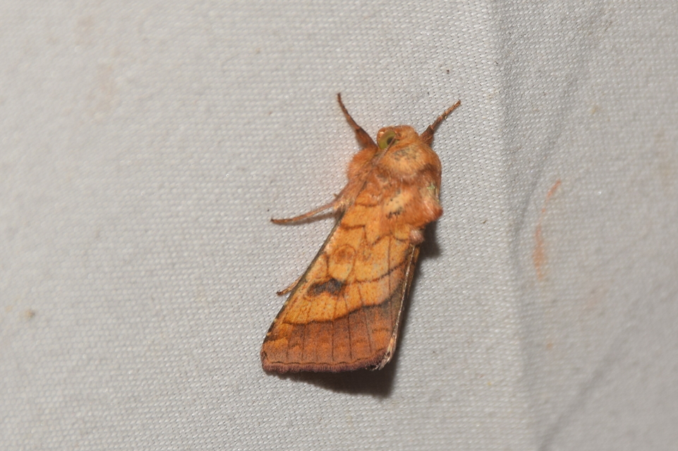 Pyrrhia umbra - iglicebagoly