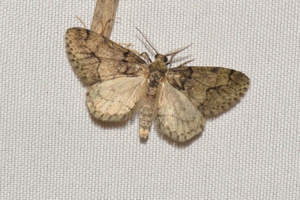 Tephronia sepiaria - zuzmóaraszoló
