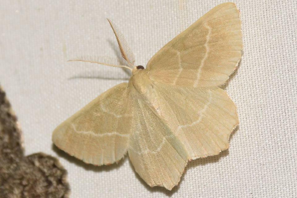 Thalera fimbrialis - csipkésszélű zöldaraszoló