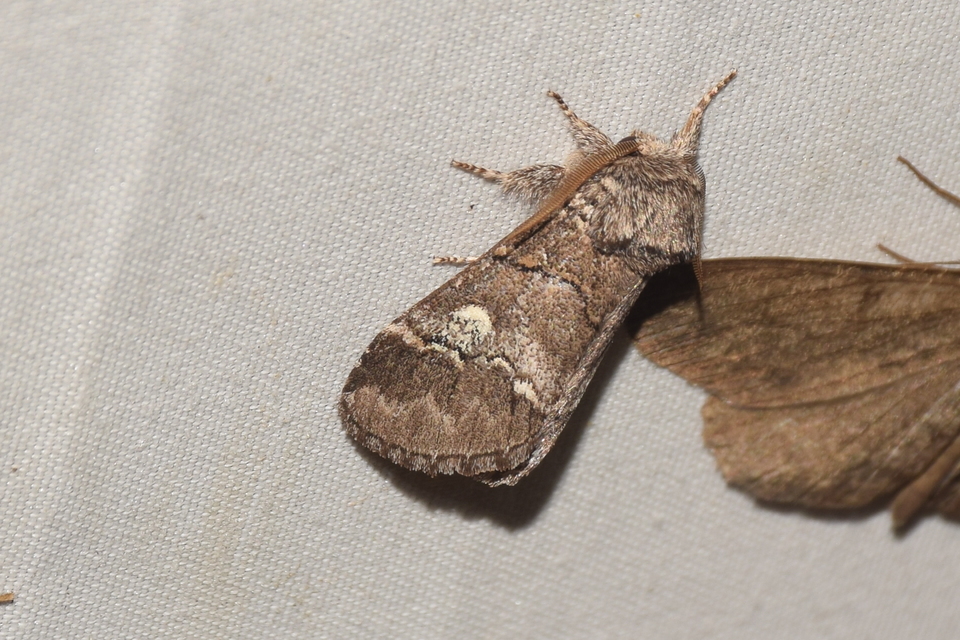 Drymonia querna - tölgyfa-púposszövő
