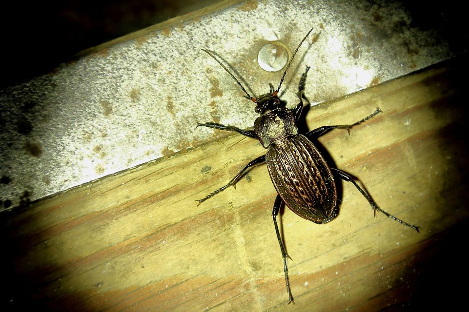 Carabus cancellatus - ragyás futrinka