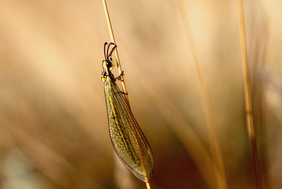 Myrmecaelurus trigrammus - hangyafarkas