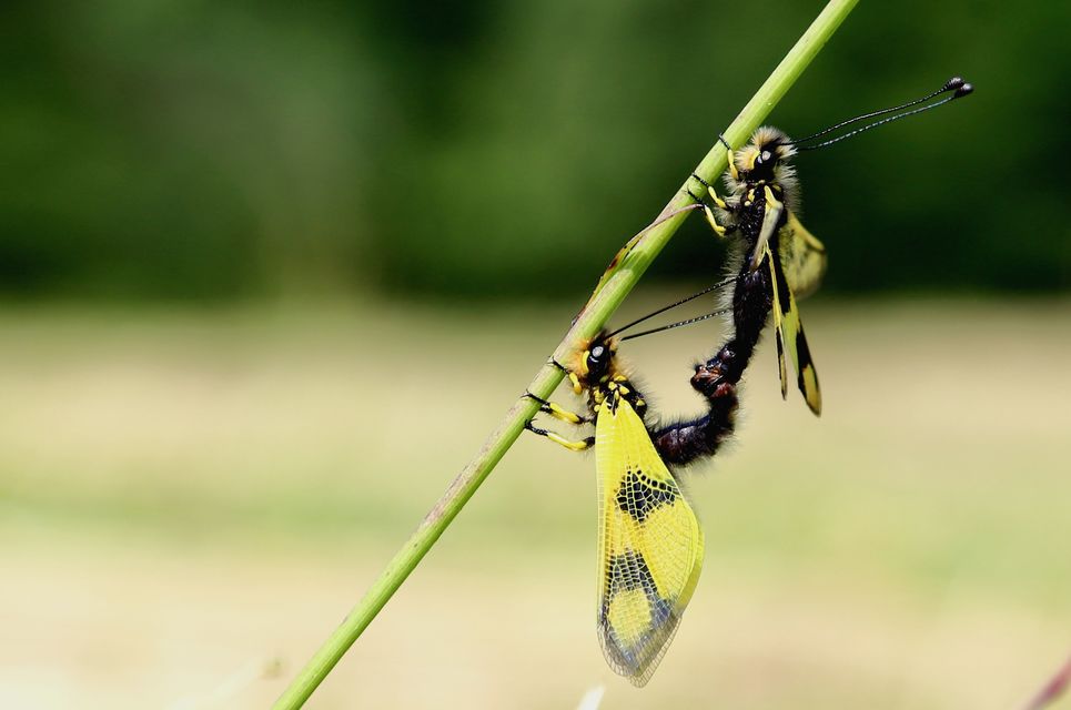 Libelloides macaronius - keleti rablópille
