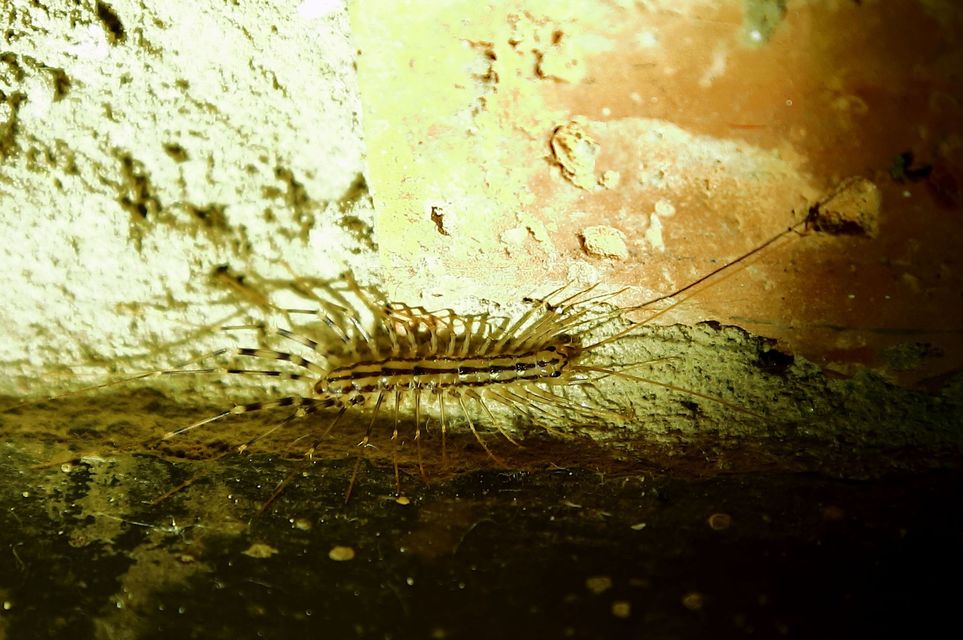 Scutigera coleoptrata - légyölő pókszázlábú