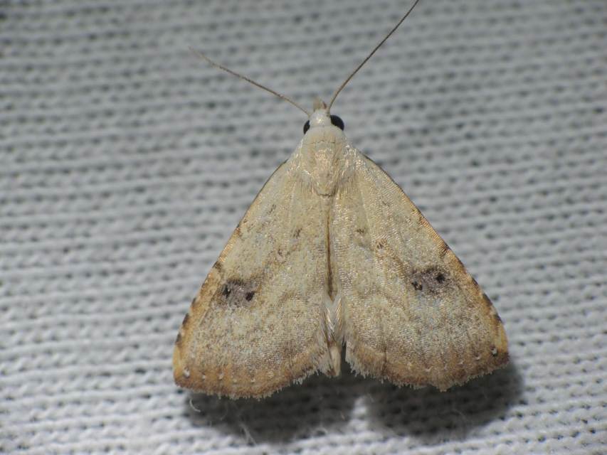 Rivula sericealis - selymes lórombagoly