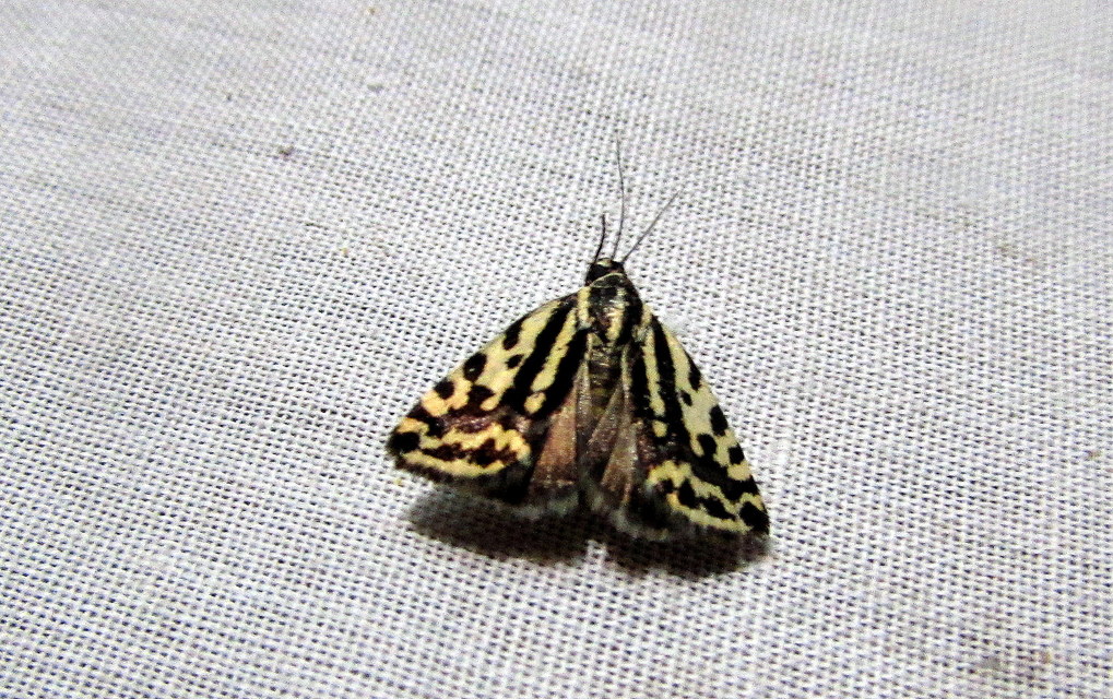Emmelia trabealis - zebrabagoly