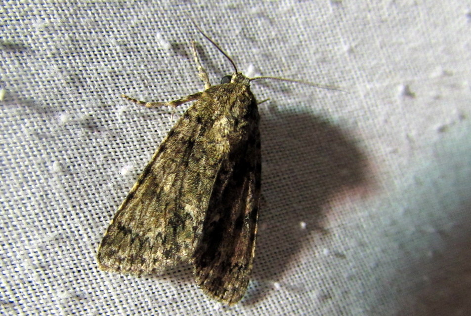 Acronicta rumicis - sóska-szigonyosbagoly