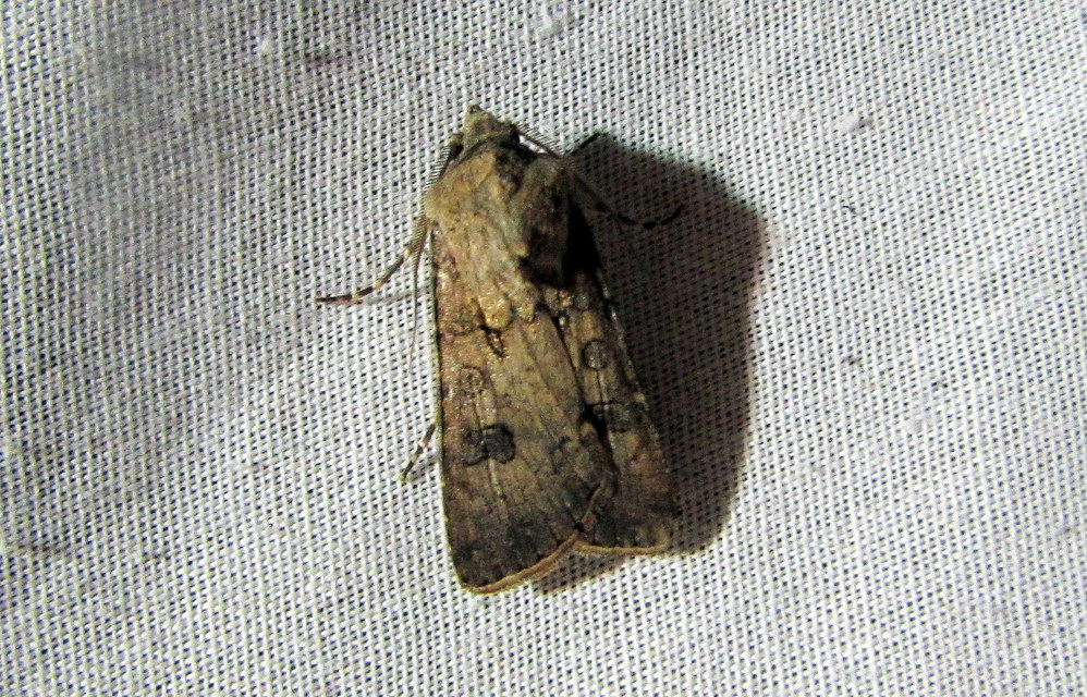 Agrotis segetum - vetési földibagoly