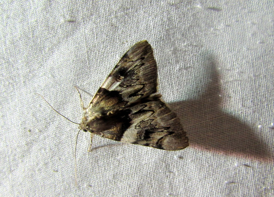 Catocala fulminea - galagonya-övesbagoly