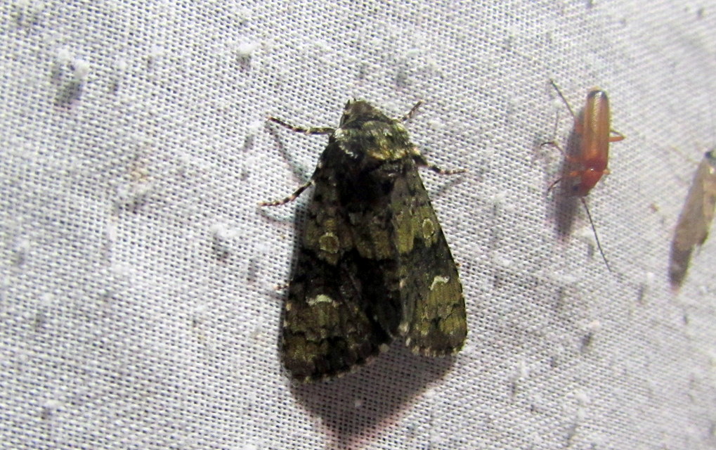 Craniophora ligustri - fagyalbagoly