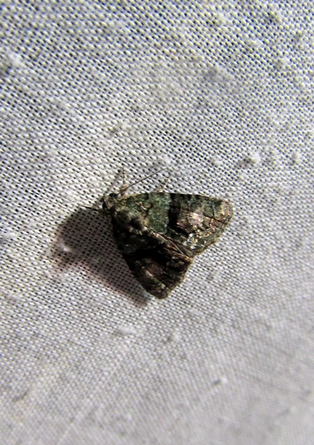 Cryphia algae - sárgászöld zuzmóbagoly