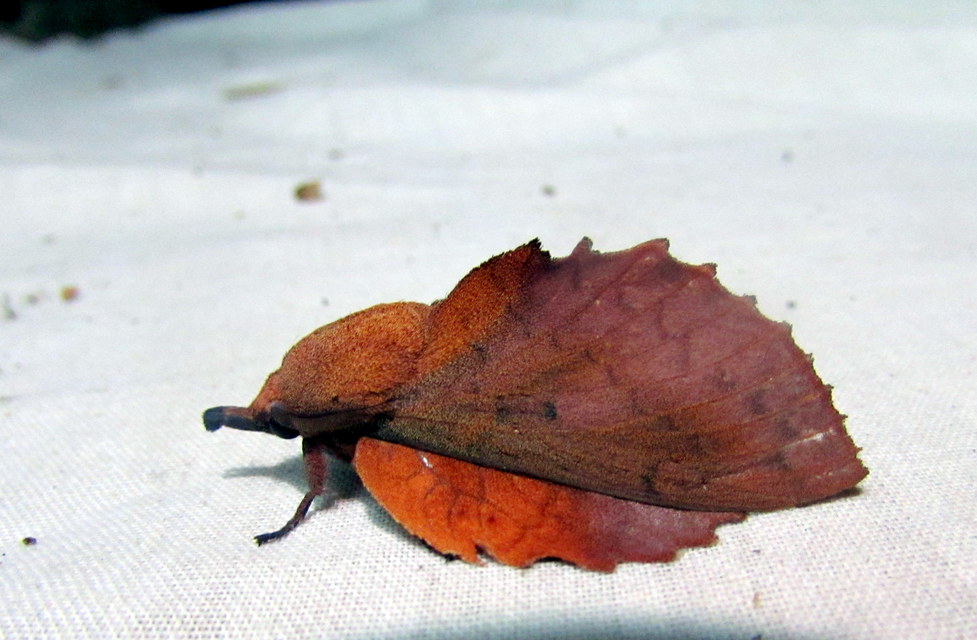 Gastropacha quercifolia - tölgylevélpohók