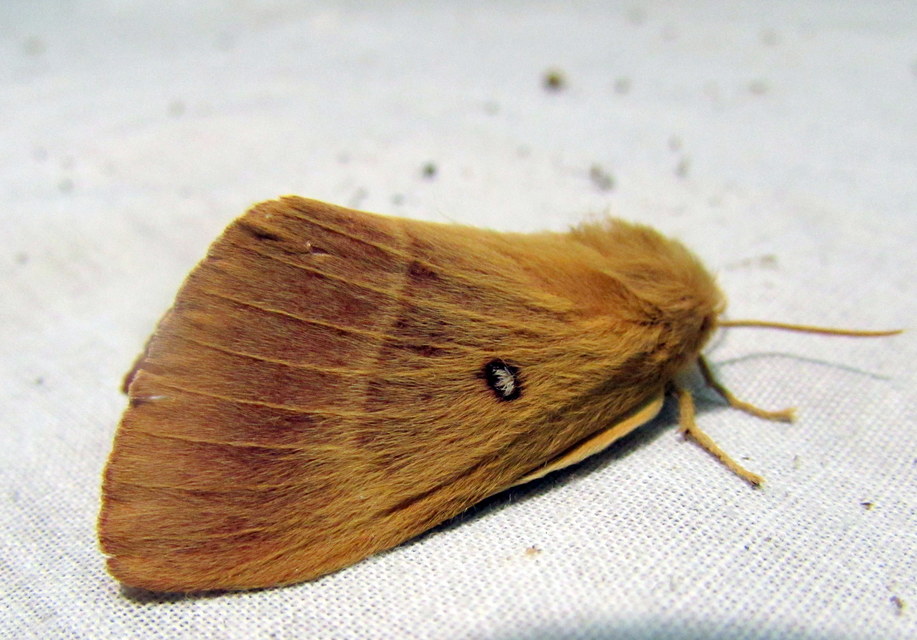 Lasiocampa quercus - tölgyfaszövő