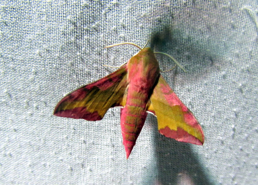 Deilephila porcellus - piros szender
