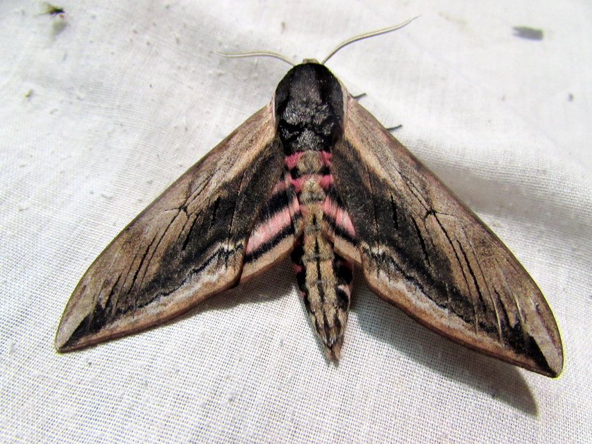 Sphinx ligustri - fagyalszender