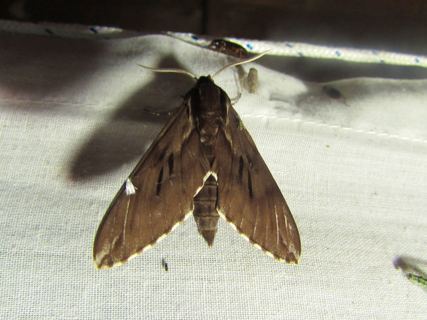 Hyloicus pinastri - fenyőszender