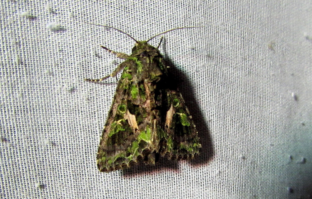 Trachea atriplicis - nyári zöldbagoly
