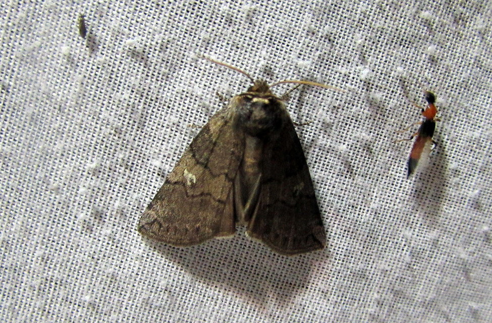 Tethea or - bélyeges pihésszövő