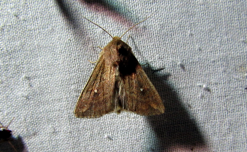 Mythimna albipuncta - fehérpettyes rétibagoly