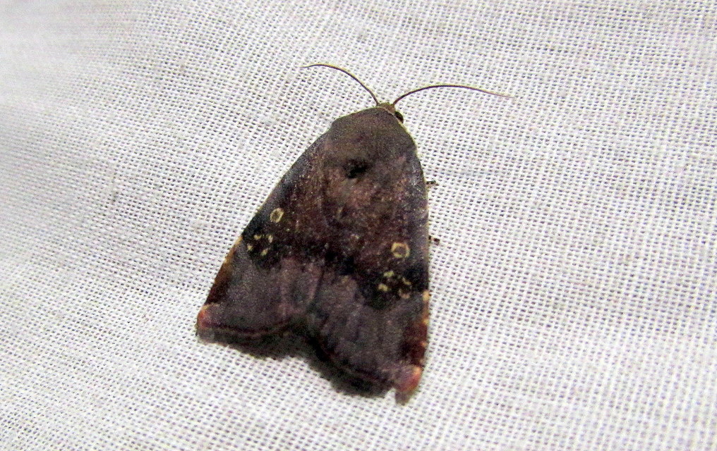 Noctua janthe/janthina