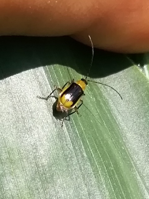 Diabrotica virgifera - amerikai kukoricabogár