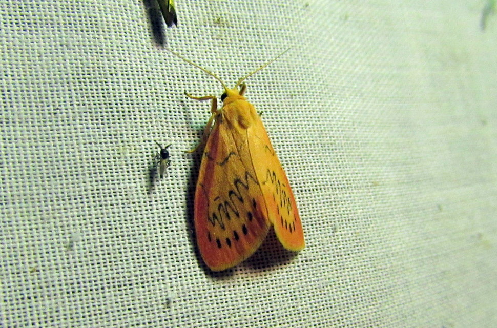 Miltochrista miniata - piros medvelepke
