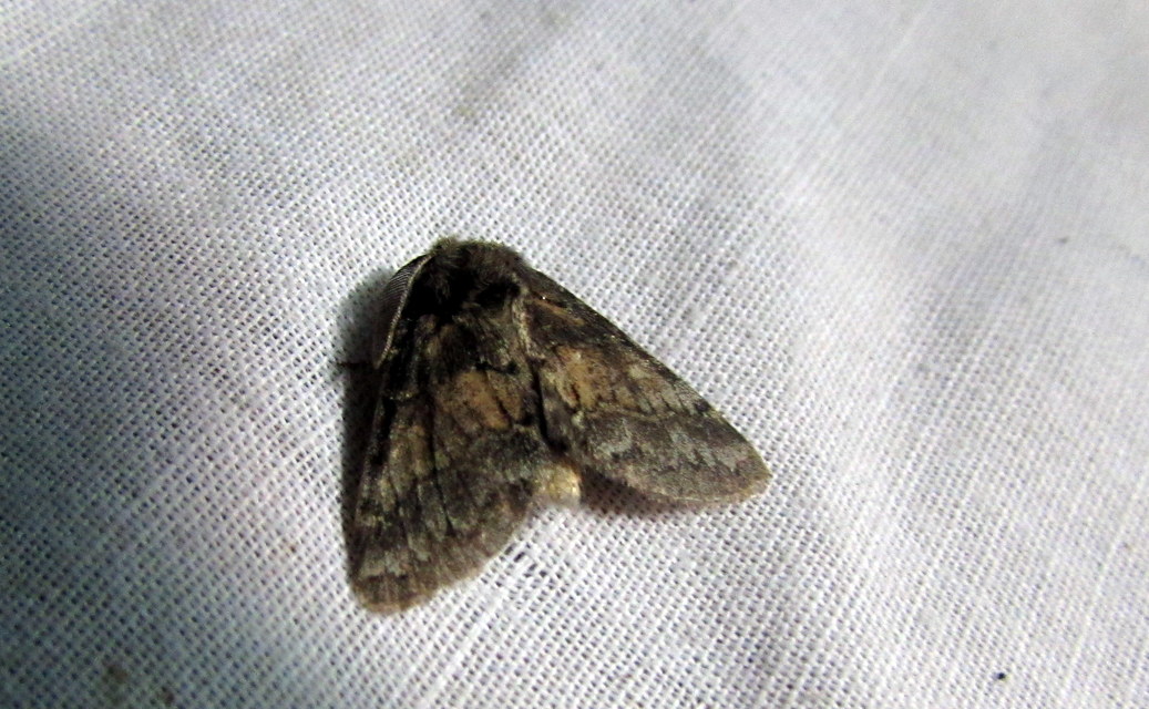 Gluphisia crenata - kormos púposszövő