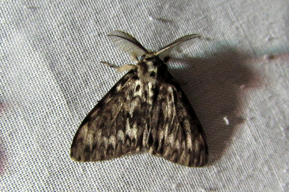 Lymantria monacha - apácalepke