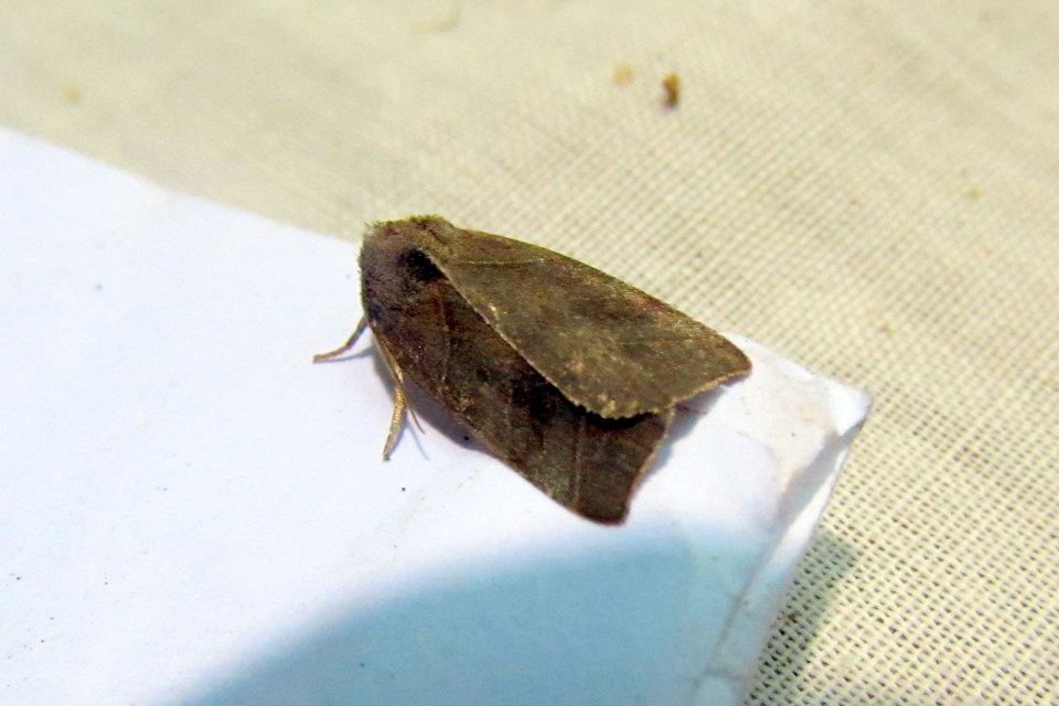 Ipimorpha retusa - sarlós fűzbagoly